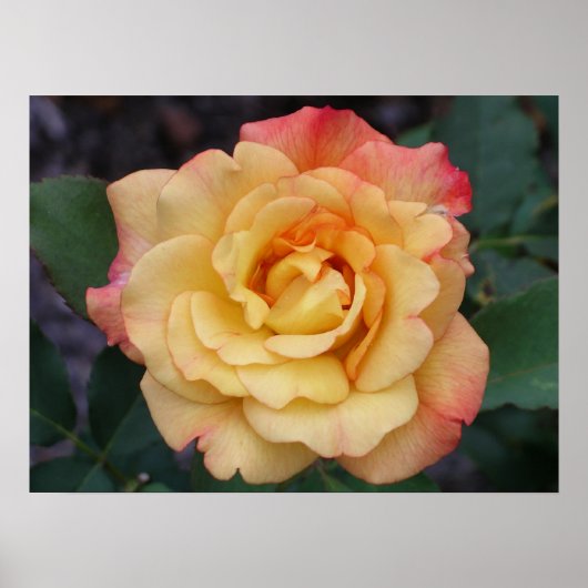 Poster Rose Beautiful Pink and Yellow Floral (Devant)
