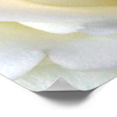 Poster Rose blanc (Coin)