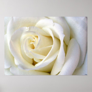 Poster Rose blanc