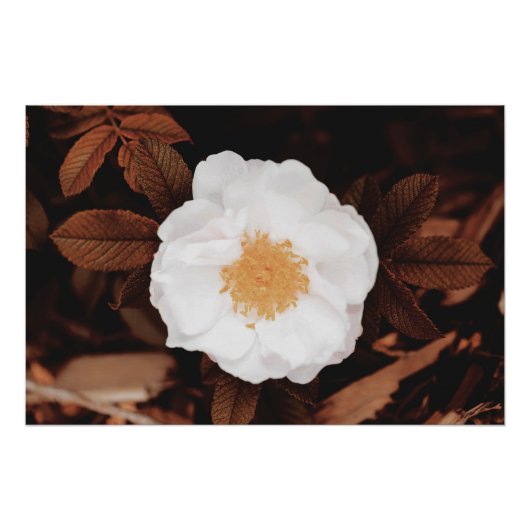 Poster Rose Blanc Sauvage Sur Feuilles D'Automne Tonées D (Devant)