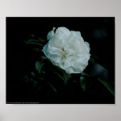 Poster Rose blanche (Devant)