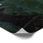 Poster Rose blanche (Coin)