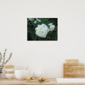 Poster Rose blanche (Cuisine)