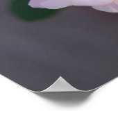 Poster Rose blanche (Coin)