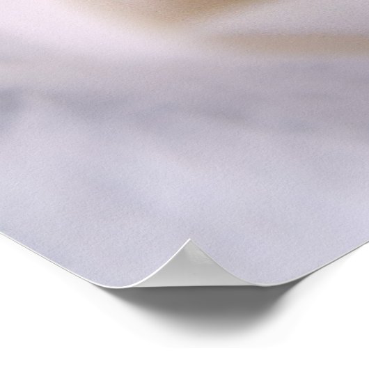 Poster Rose blanche (Coin)