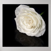 Poster Rose blanche (Devant)