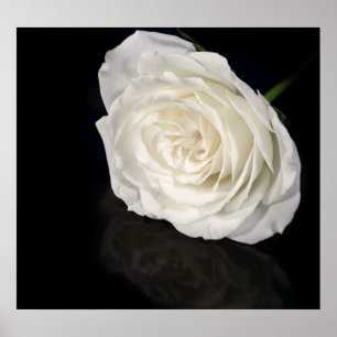 Poster Rose blanche