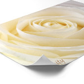 Poster Rose blanche (Coin)
