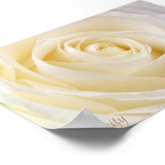 Poster Rose blanche (Coin)