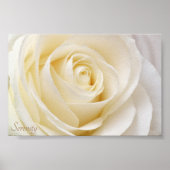 Poster Rose blanche (Devant)