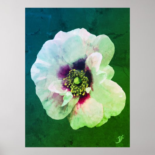 Poster Rose blanche au coeur foncé - peinture à l'huile (Devant)