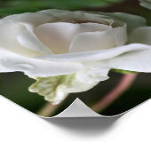 Poster Rose blanche avec gouttes de pluie Abstraite (Coin)