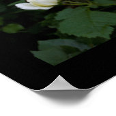 Poster Rose blanche avec quatre rosebules blancs (Coin)