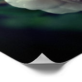 Poster Rose blanche avec Raindrops Floral (Coin)