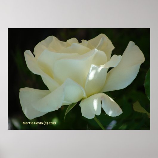 Poster Rose blanche Ballerina (Devant)
