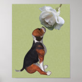 Poster Rose blanche de beagle chiot (Devant)