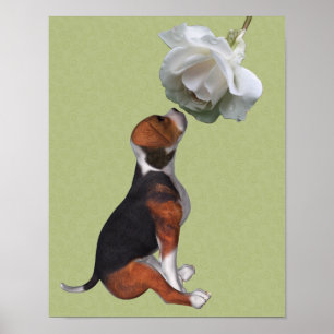 Poster Rose blanche de beagle chiot