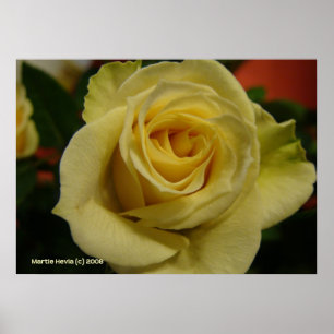 Poster Rose blanche de nuit