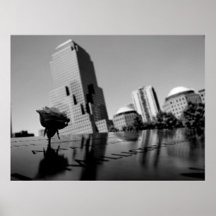 Poster Rose blanche du souvenir