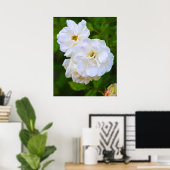 Poster Rose blanche en fleurs (Bureau à domicile)