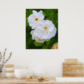 Poster Rose blanche en fleurs (Cuisine)