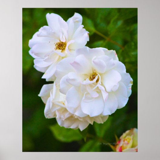 Poster Rose blanche en fleurs (Devant)
