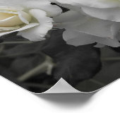 Poster rose blanche en gris (Coin)