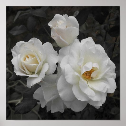 Poster rose blanche en gris (Devant)