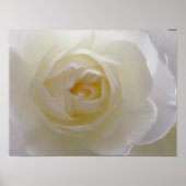Poster Rose blanche Imprimer Belle Fleur Art Impri (Devant)