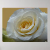 Poster Rose blanche Imprimer Belle Fleur Art Impri (Devant)