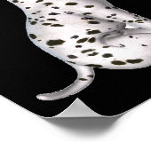 Poster Rose blanche pub dalmate (Coin)