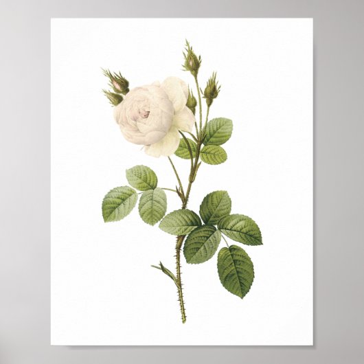 Poster rose blanche (Rosa campanulata alba) par Redouté (Devant)