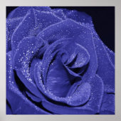 Poster Rose bleu (Devant)