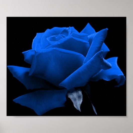 Poster Rose bleu (Devant)
