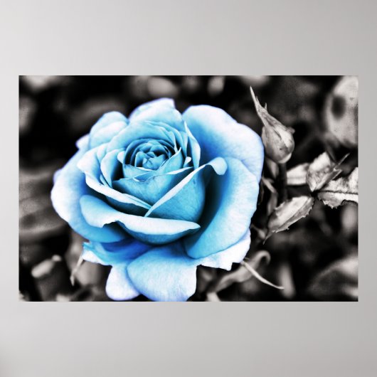 Poster Rose bleu (Devant)