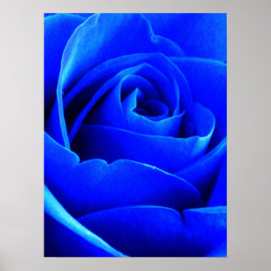 Poster Rose bleu