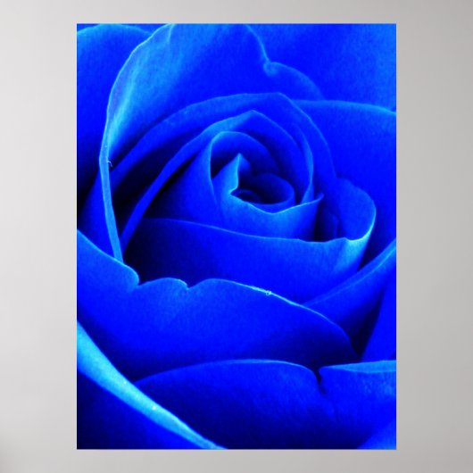 Poster Rose bleu (Devant)