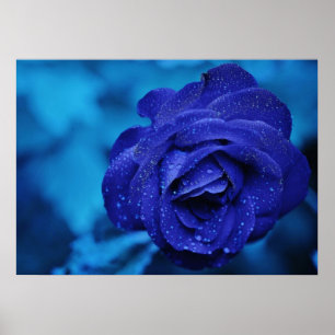 Poster Rose bleu avec gouttes de Dew