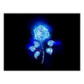 Poster Rose bleu brûlant (Devant)
