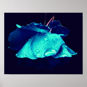 Poster Rose bleu Lingering Raindrops Abstrait Flower Art