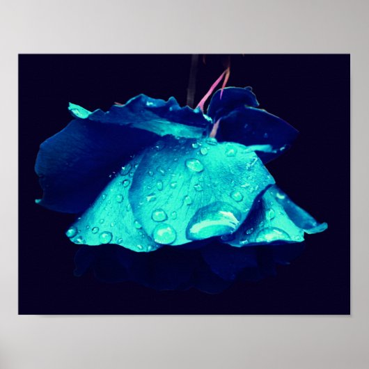 Poster Rose bleu Lingering Raindrops Abstrait Flower Art (Devant)