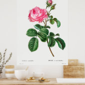 Poster Rose botanique (Cuisine)