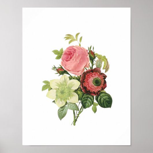 Poster Rose botanique Clementis Anemone Redoute (Devant)