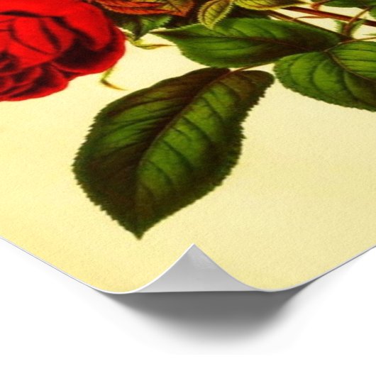 Poster Rose botanique rouge (Coin)