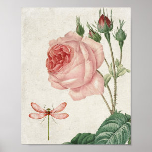 Poster Rose botanique vintage et libellule