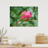 Poster Rose Bud (Cuisine)