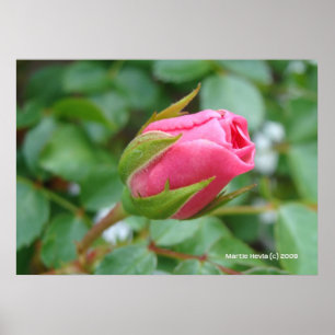 Poster Rose Bud