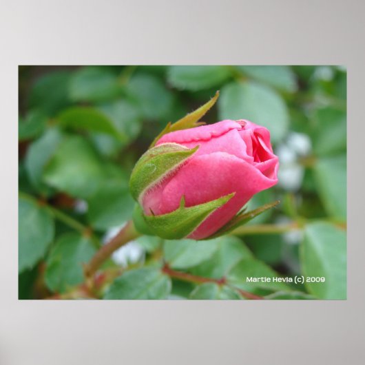 Poster Rose Bud (Devant)