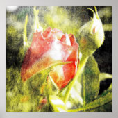 Poster Rose Bud (Devant)