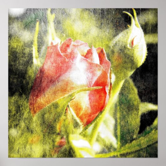 Poster Rose Bud (Devant)